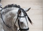 Pferd International 074